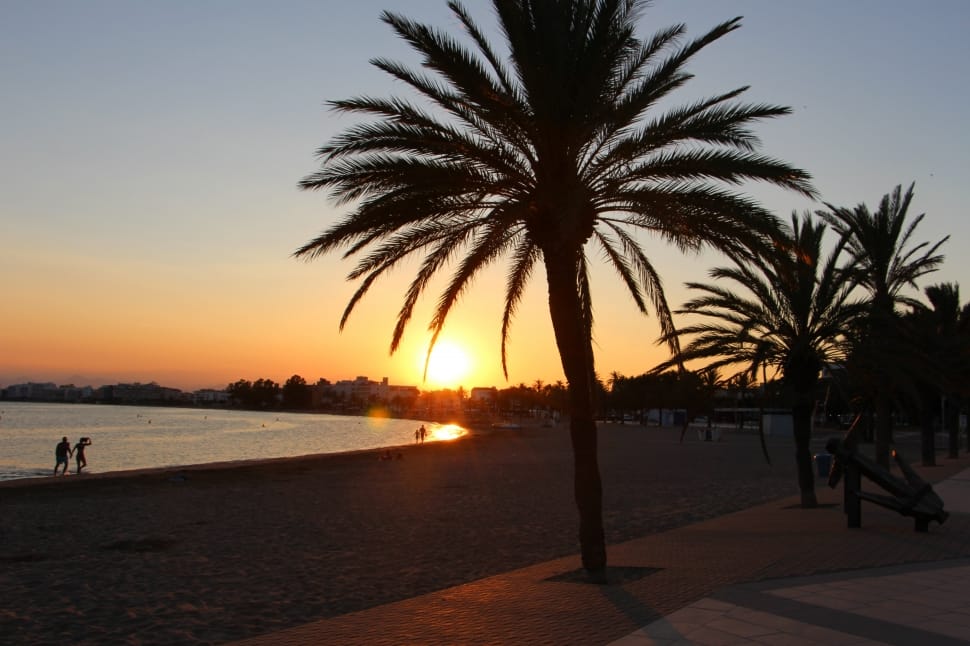 palm tree preview