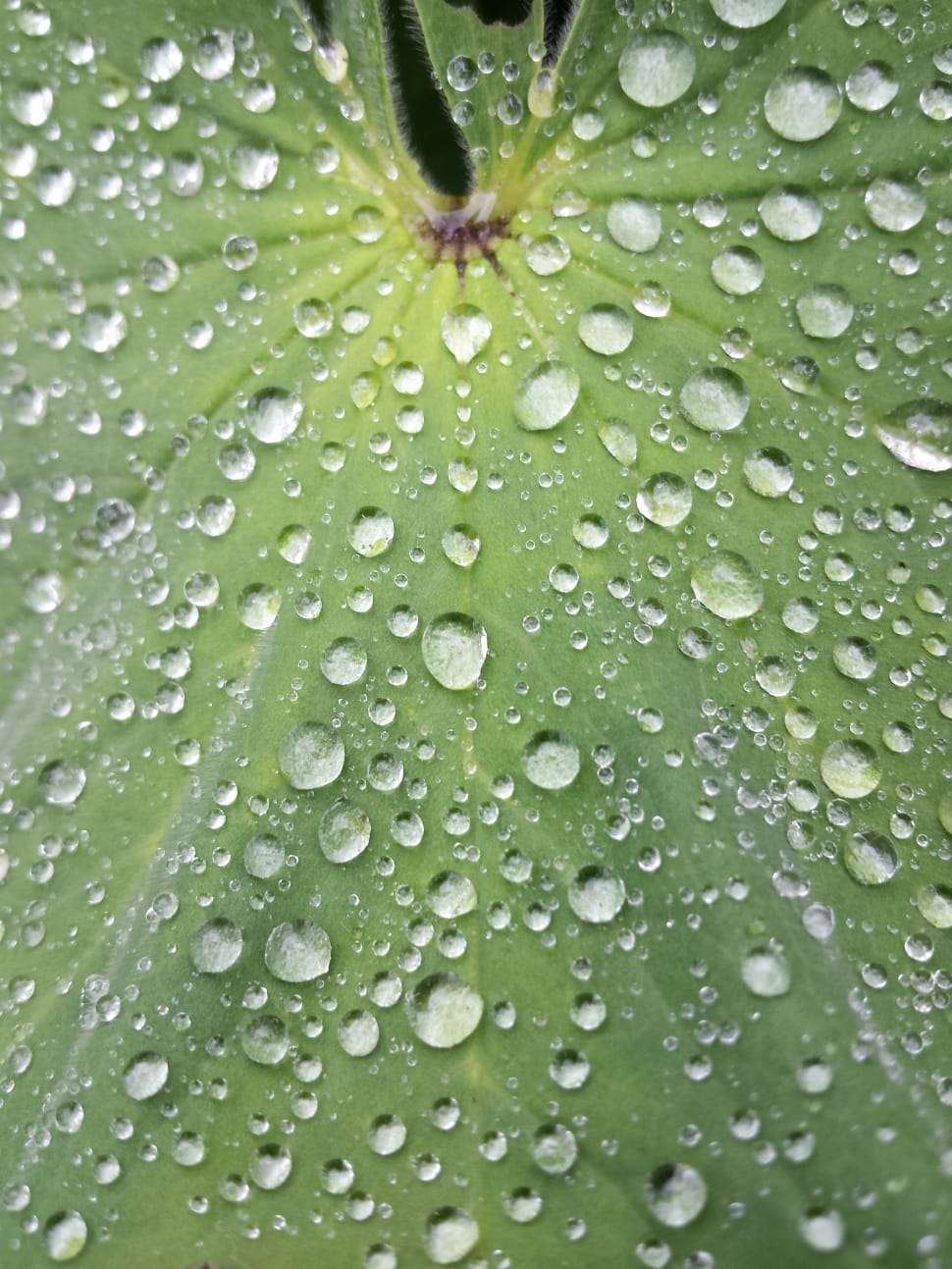 water drops on green leaf preview