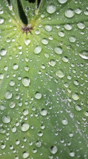 water drops on green leaf thumbnail