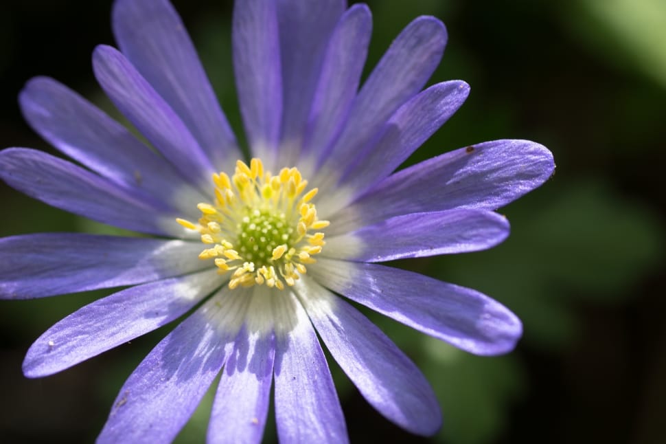 closeup photography of purple petaled flower preview