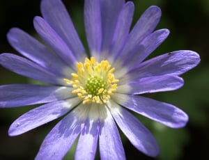 closeup photography of purple petaled flower thumbnail