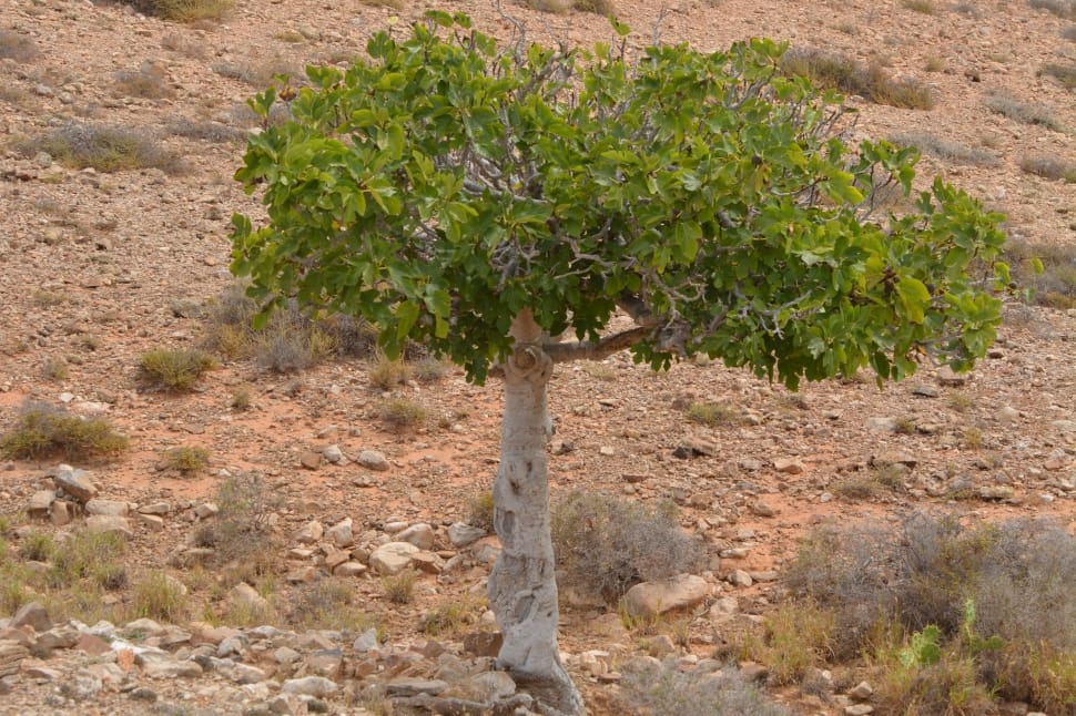 gray and green trees preview