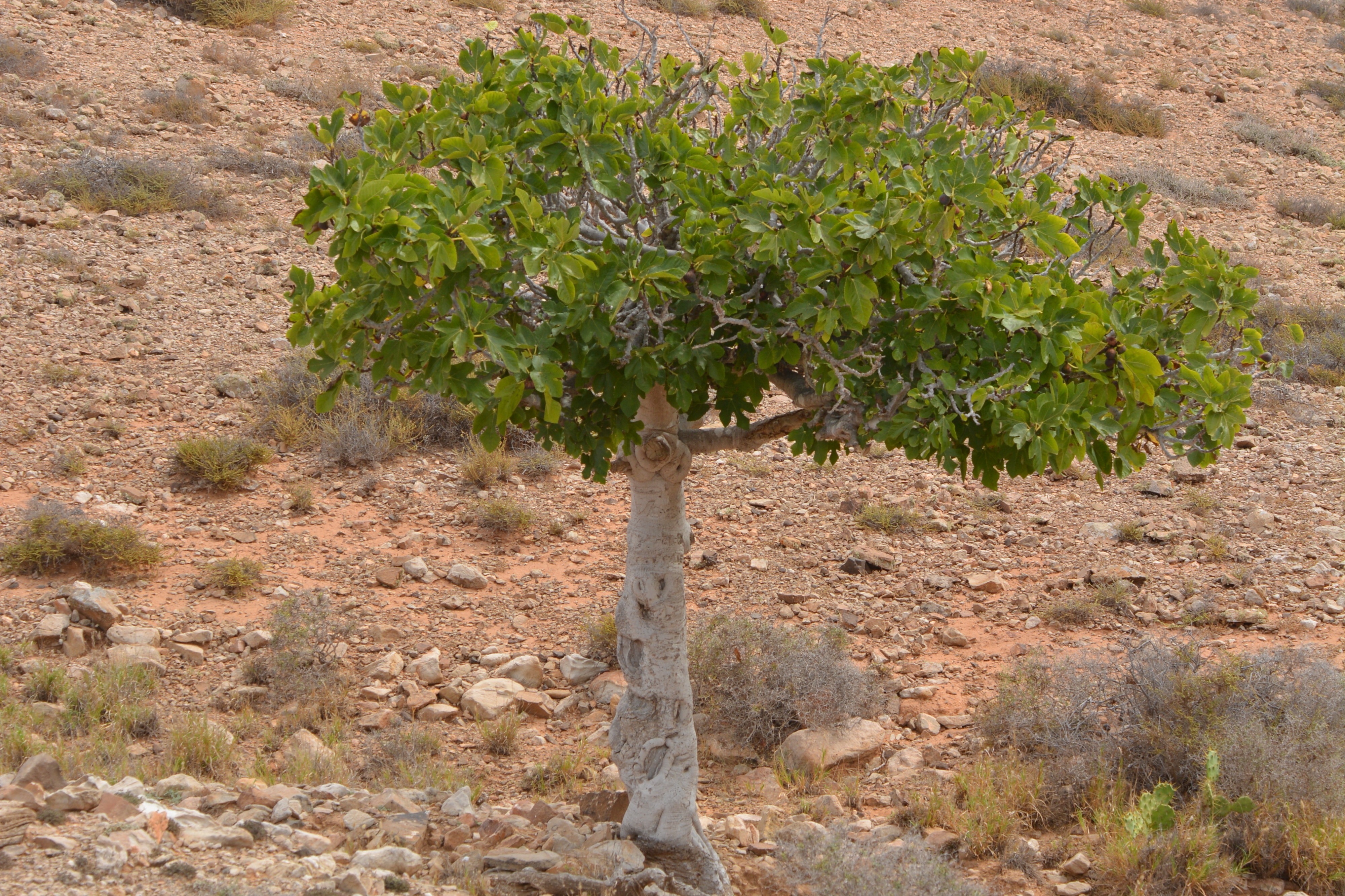 Смоковница дерево Библейское