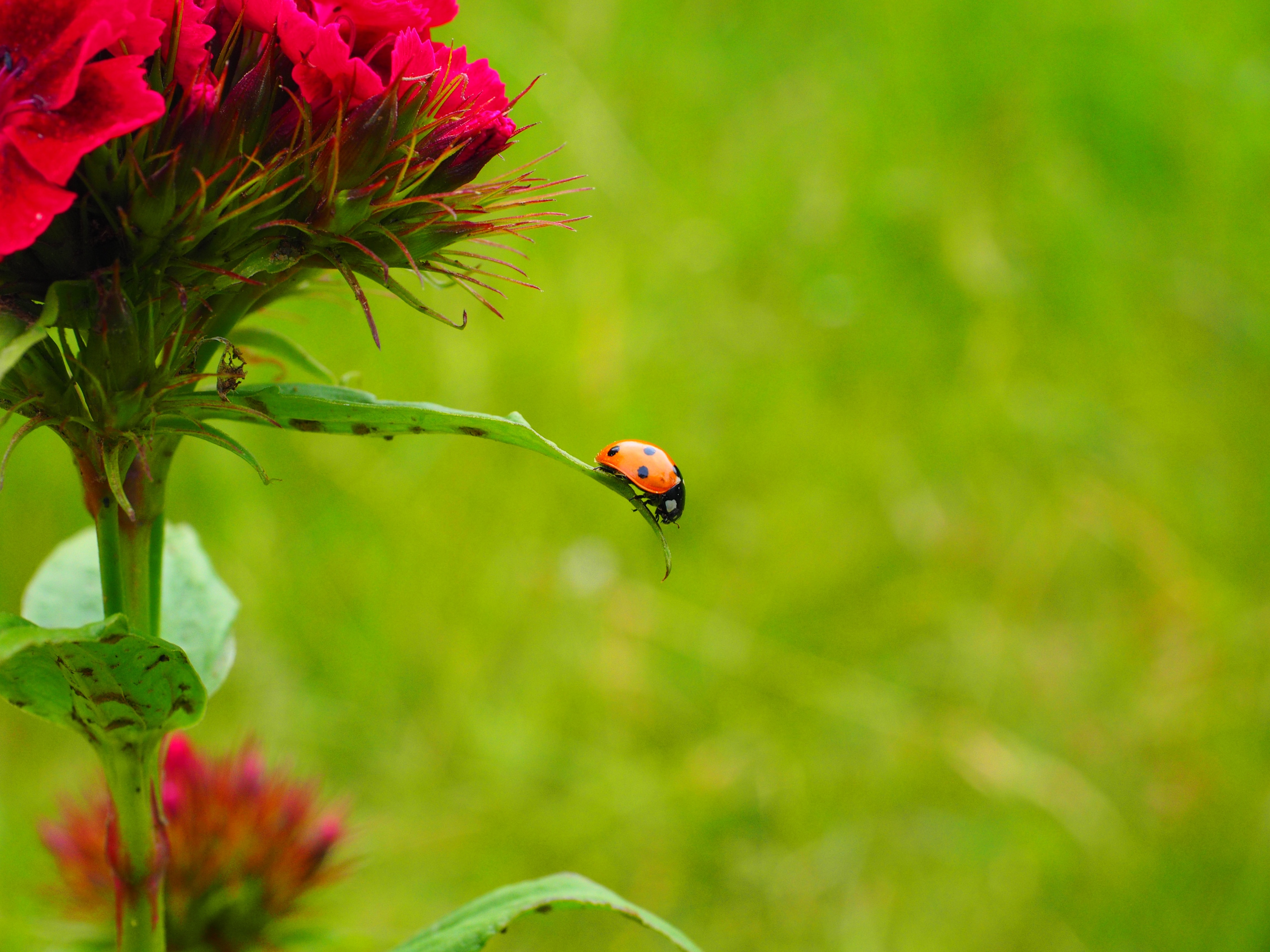 red spotted ladybug