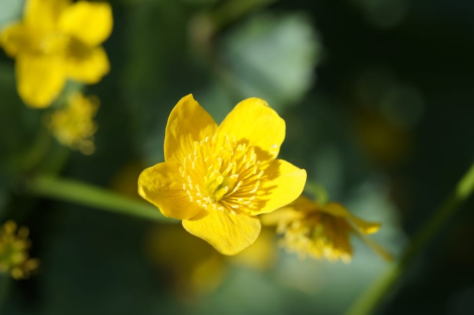 yellow flower outdoor plant preview