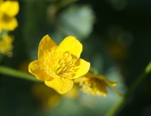 yellow flower outdoor plant thumbnail