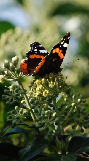 Vanessa Cardui, Painted Lady, butterfly - insect, insect thumbnail
