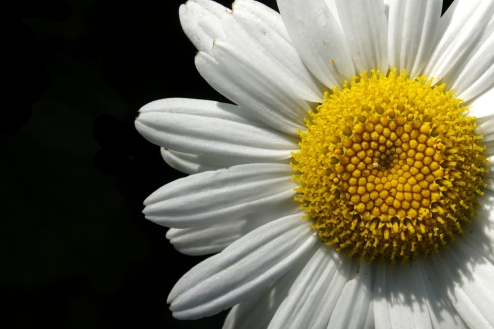 white and yellow petal daisy preview