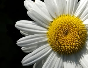 white and yellow petal daisy thumbnail