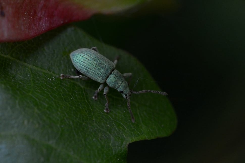 grey Weevil on leaf preview