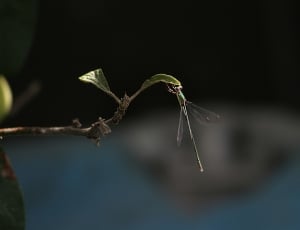 dragonfly thumbnail