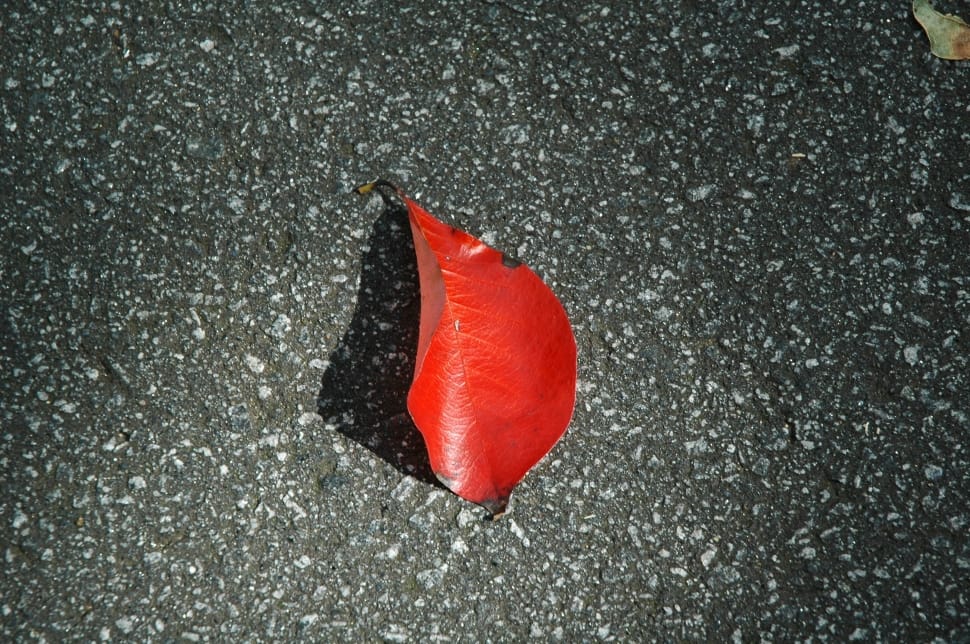 photograph of red leaf preview