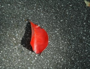 photograph of red leaf thumbnail