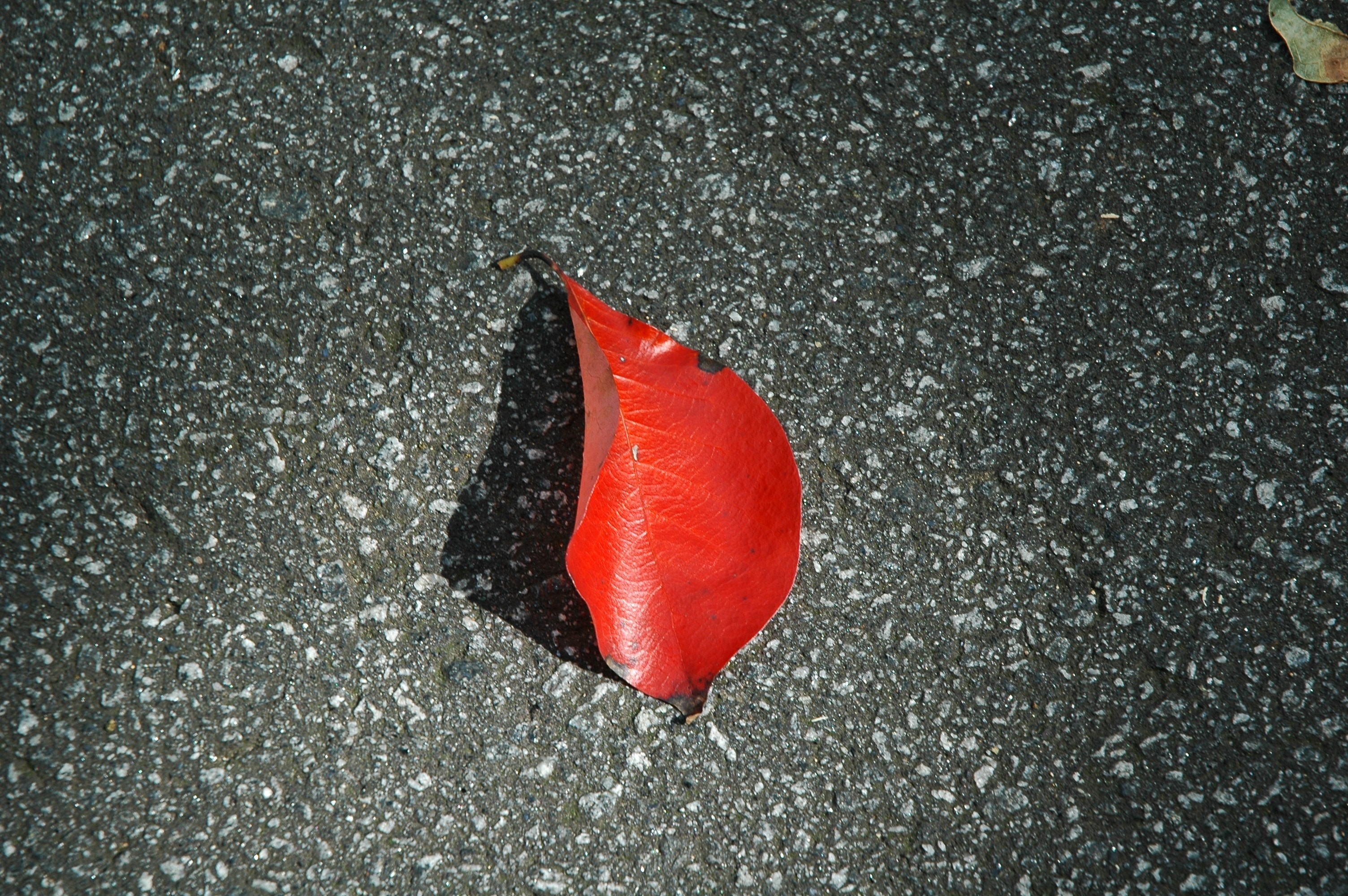 photograph of red leaf