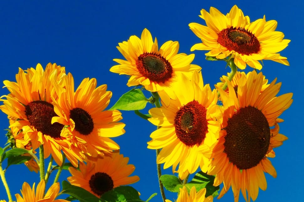 sunflower plants preview