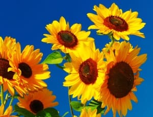 sunflower plants thumbnail