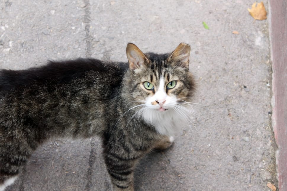 shallow focus photography of silver tabby cat standing on grey pavement during daytime preview