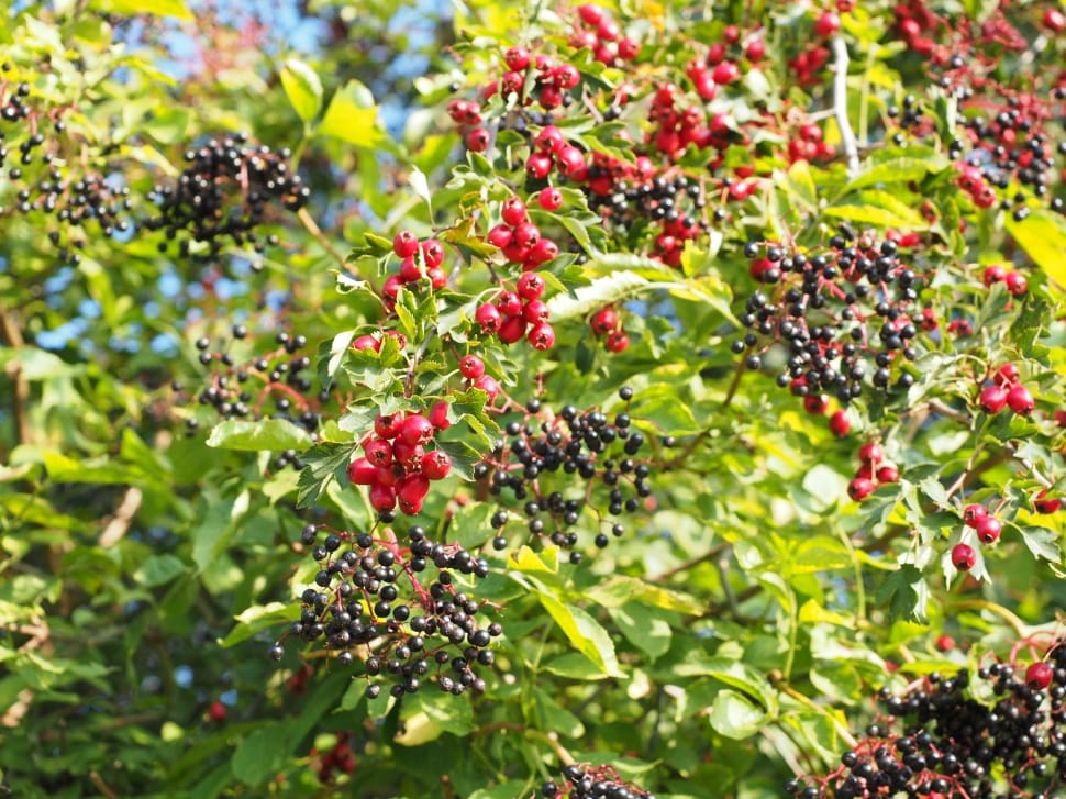 berry fruit plant preview