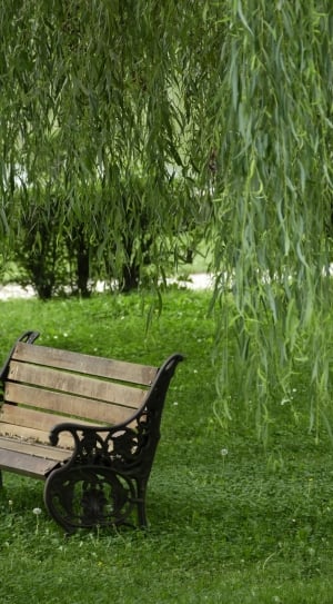 Tree, Park, Willow, Nature, Bench, green color, grass thumbnail