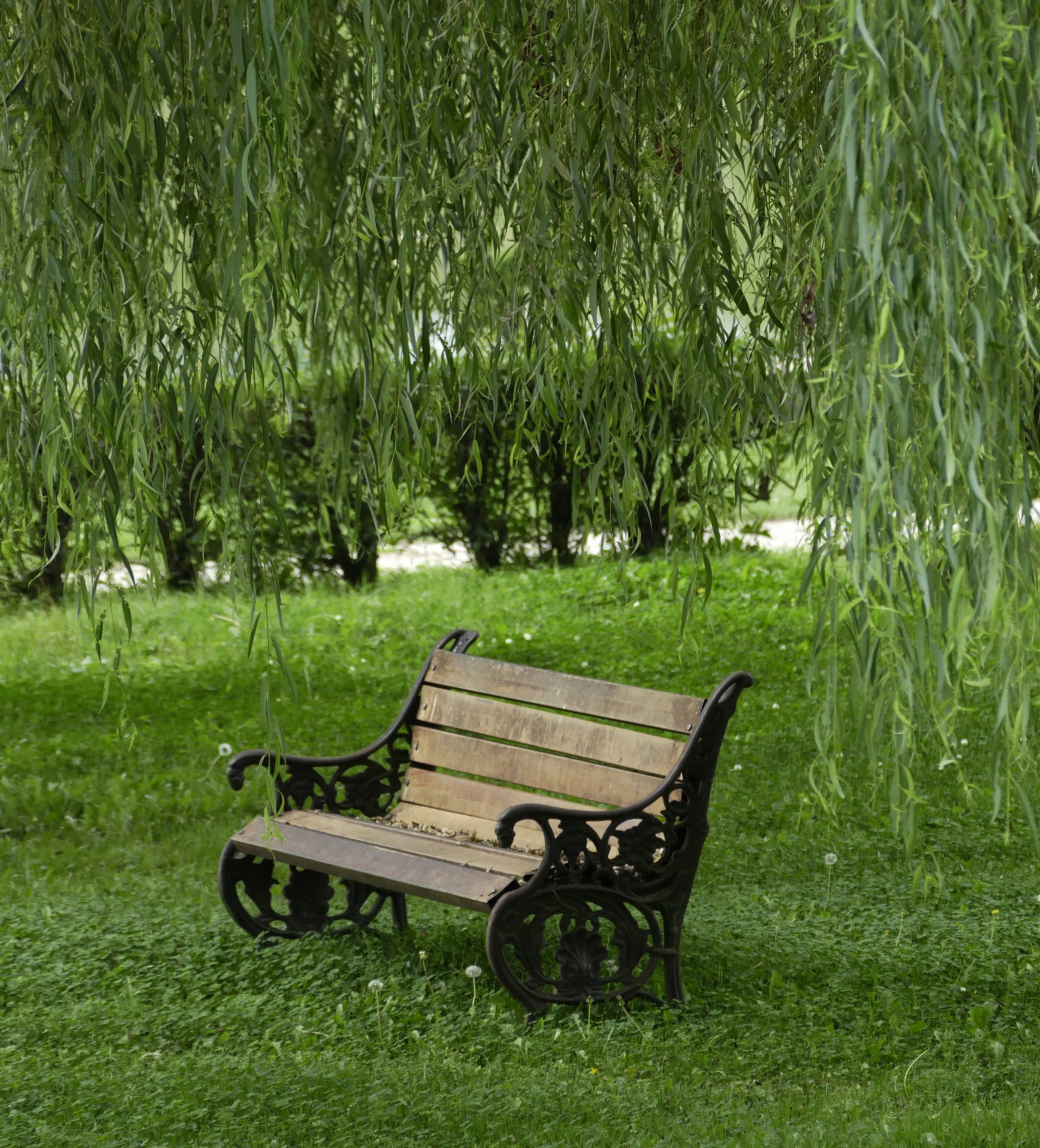 Tree, Park, Willow, Nature, Bench, green color, grass