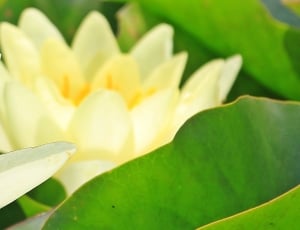 yellow water lilies thumbnail