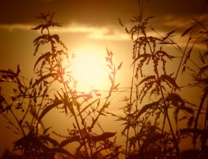 silhouette of plants at golden hour thumbnail