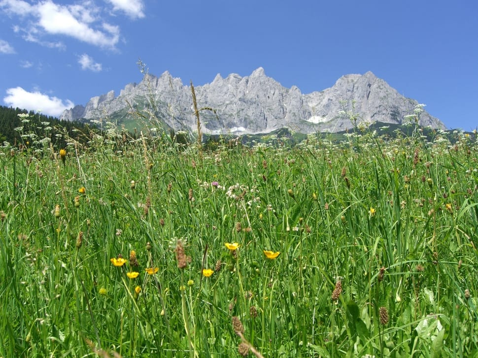 green grass and flowers next to a mountain preview