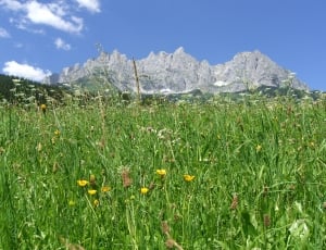 green grass and flowers next to a mountain thumbnail