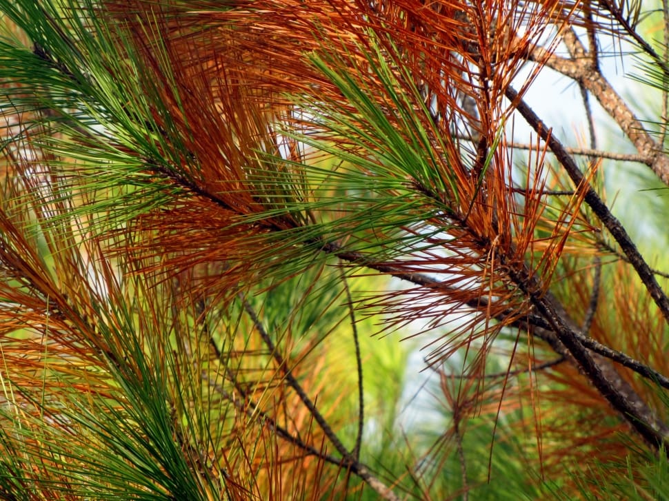 Pine, Tree, Pine Needles, Nature, nature, close-up preview