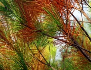 Pine, Tree, Pine Needles, Nature, nature, close-up thumbnail