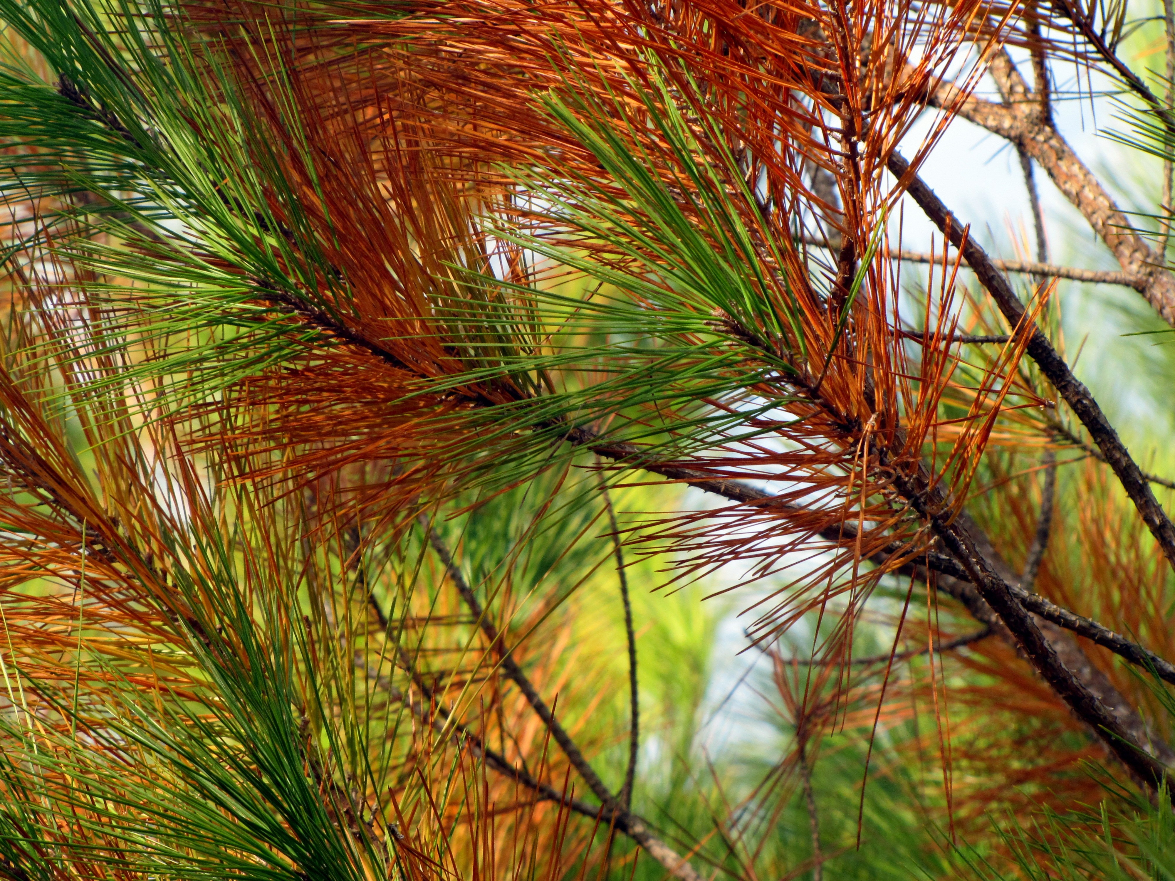 Pine, Tree, Pine Needles, Nature, nature, close-up