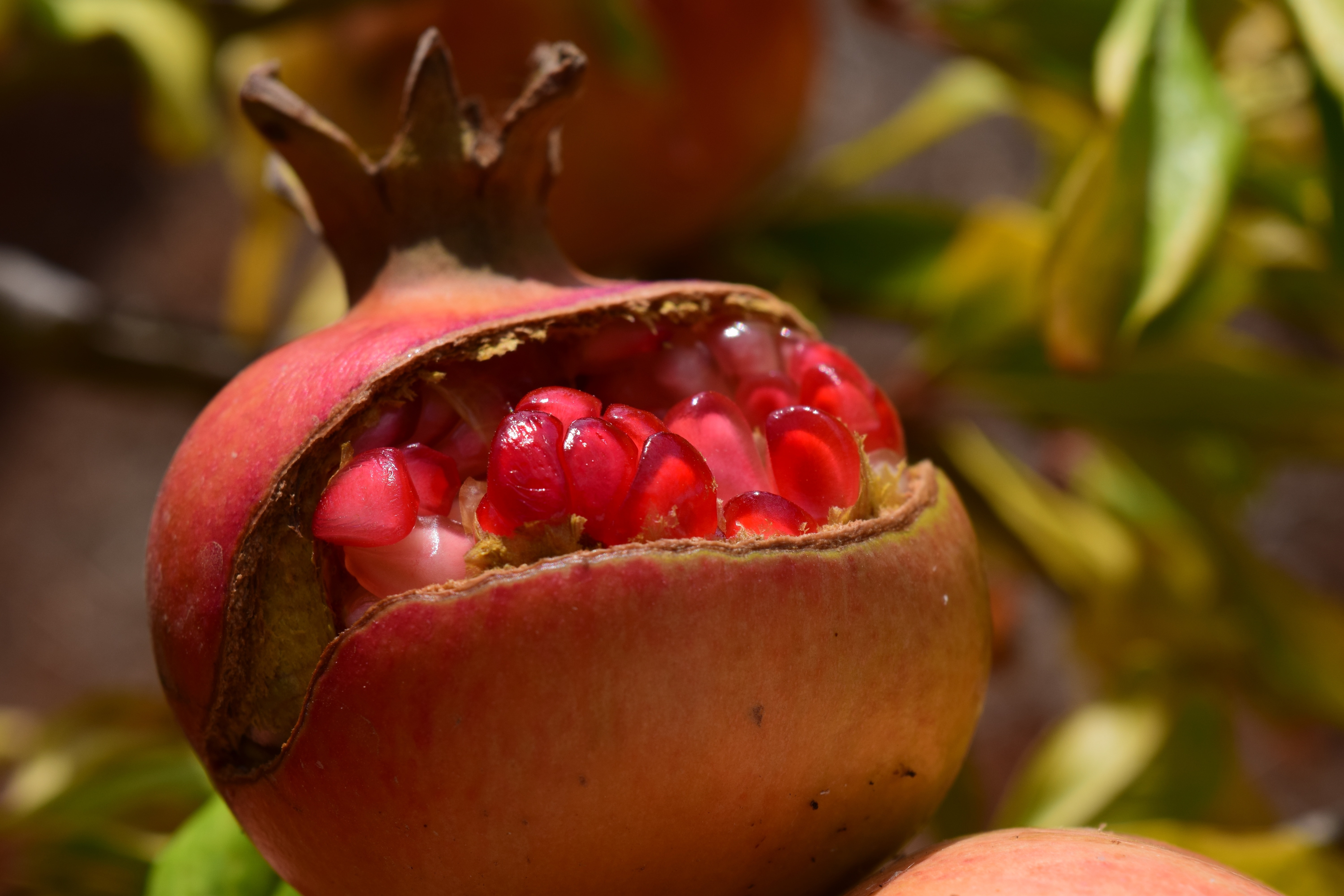 pink and brown round fruit