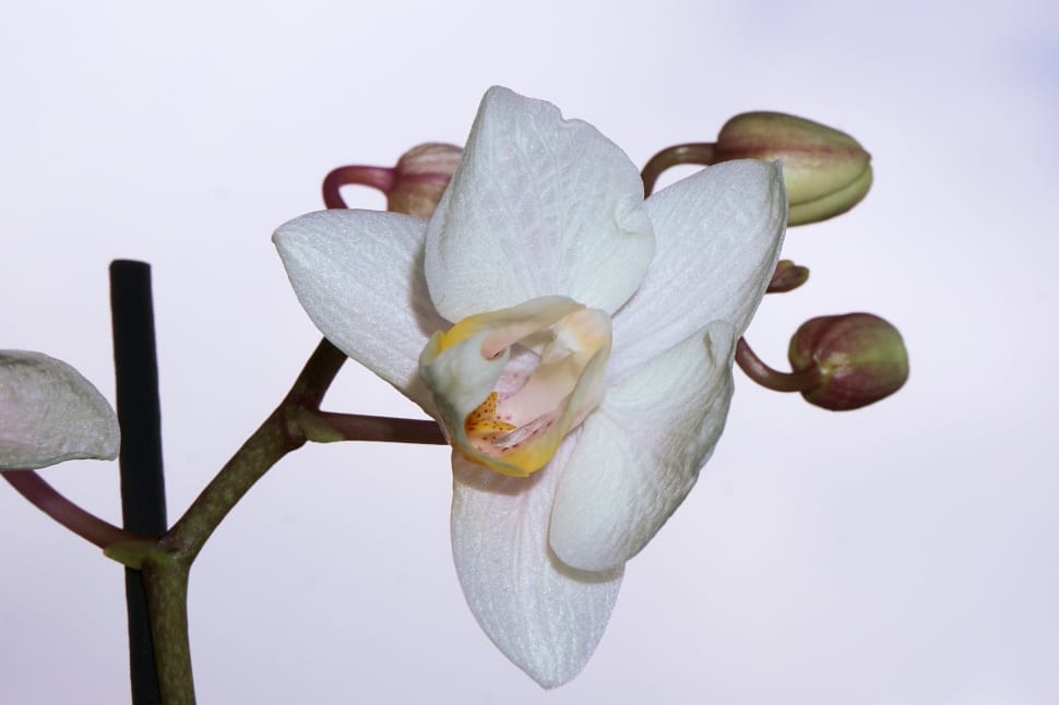 white orchid flower preview