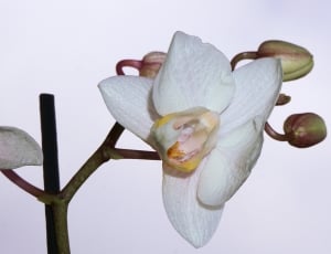 white orchid flower thumbnail