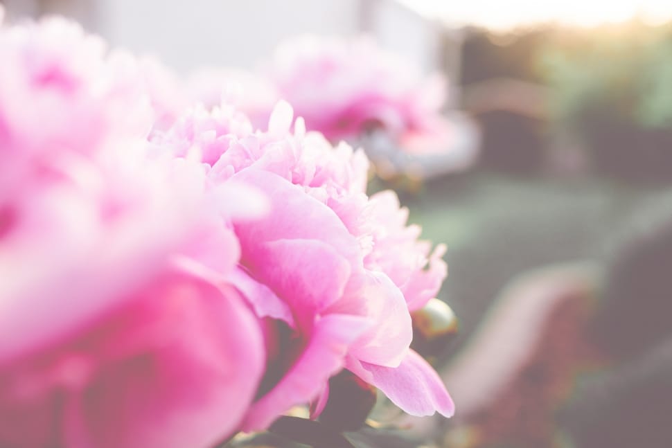 closeup photography of pink petaled flower preview
