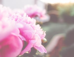 closeup photography of pink petaled flower thumbnail