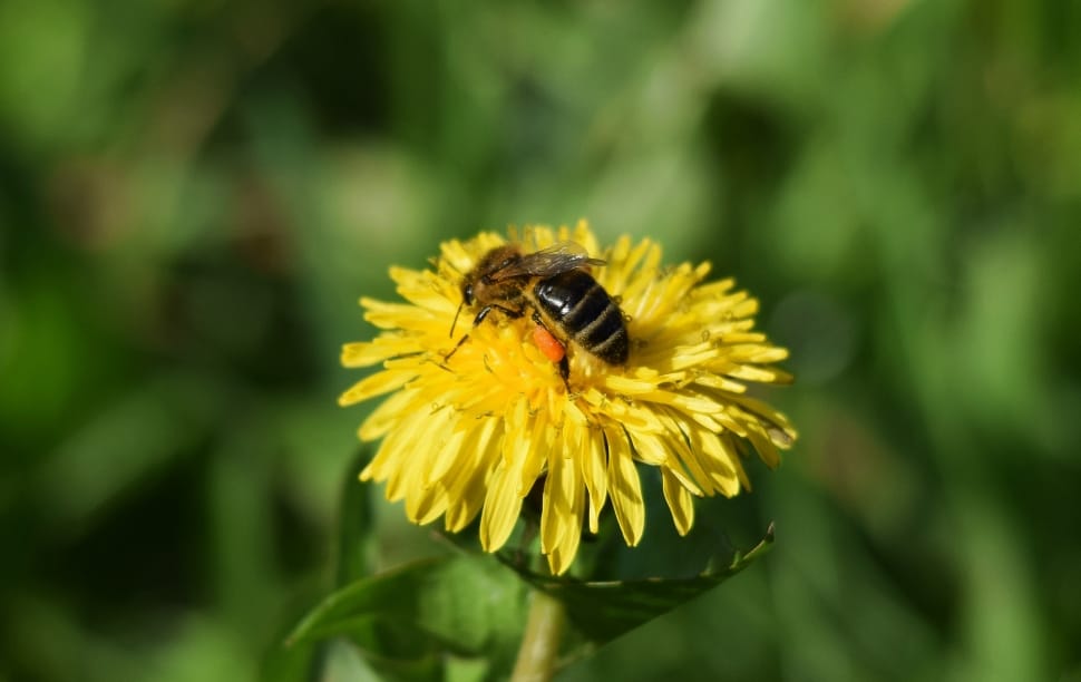 honey bee perched on yellow full-bloomed flower in shallow focus lens preview