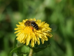 honey bee perched on yellow full-bloomed flower in shallow focus lens thumbnail