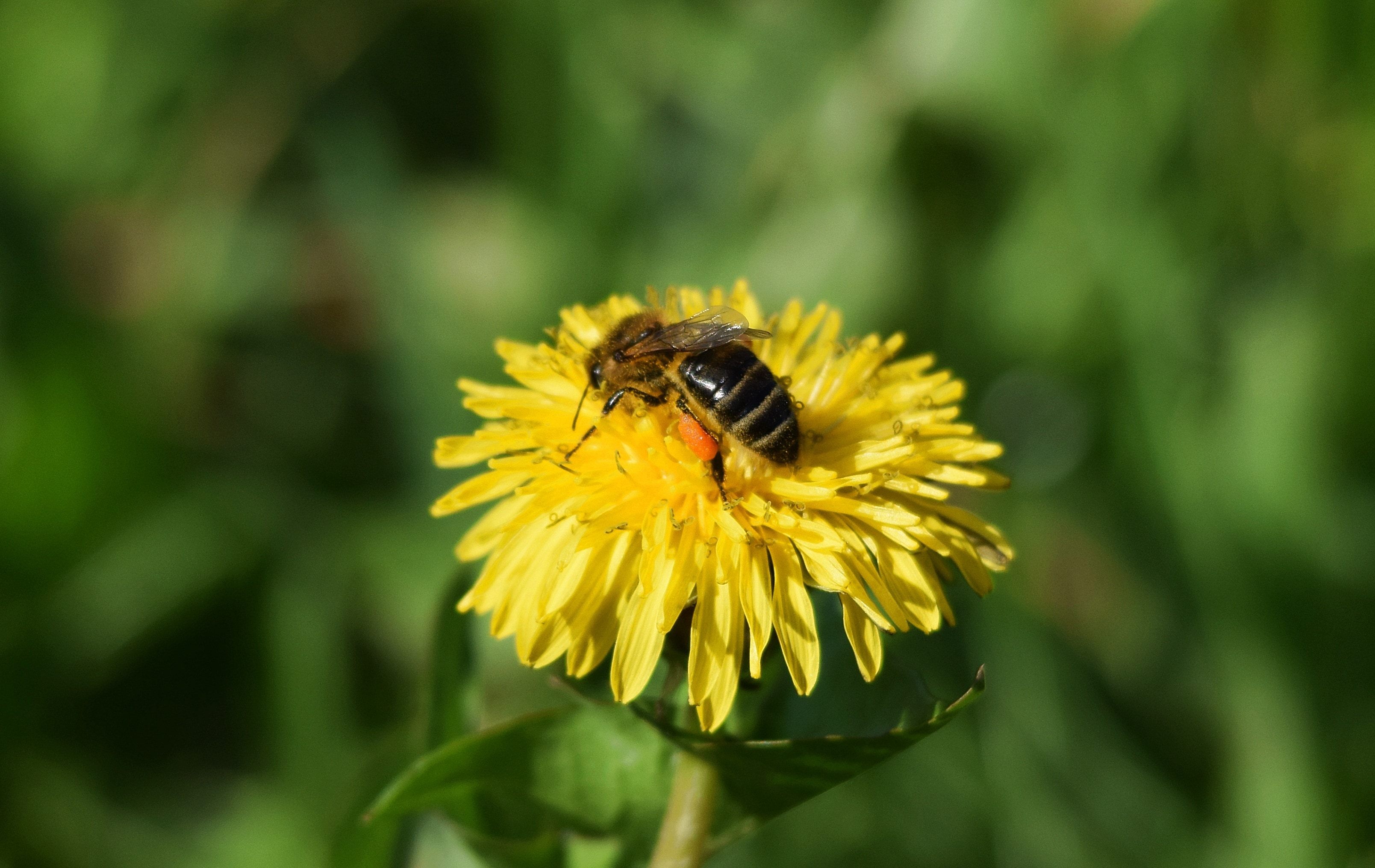 honey bee perched on yellow full-bloomed flower in shallow focus lens