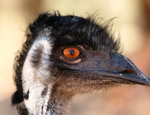black and gray emu thumbnail