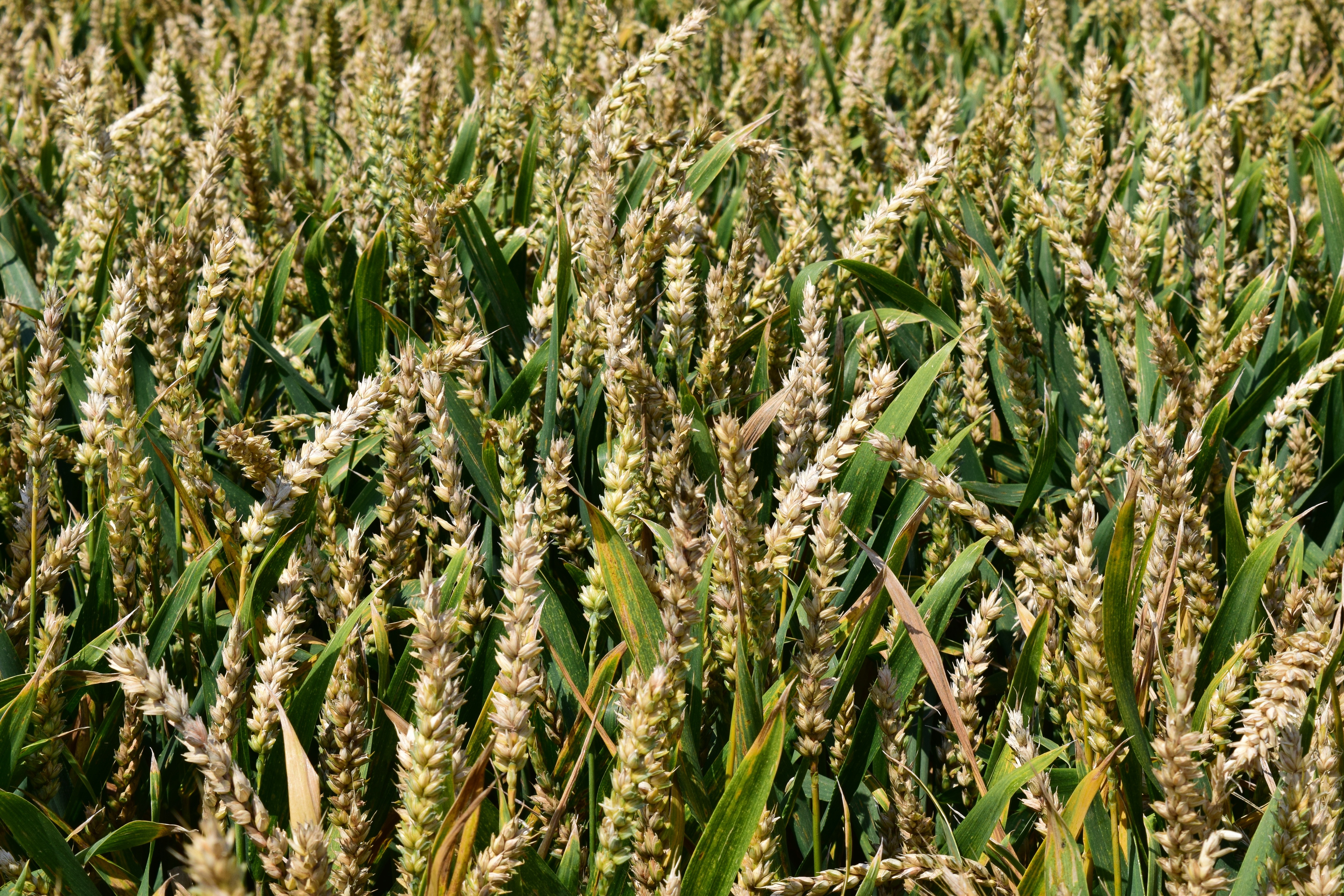 wheat fields