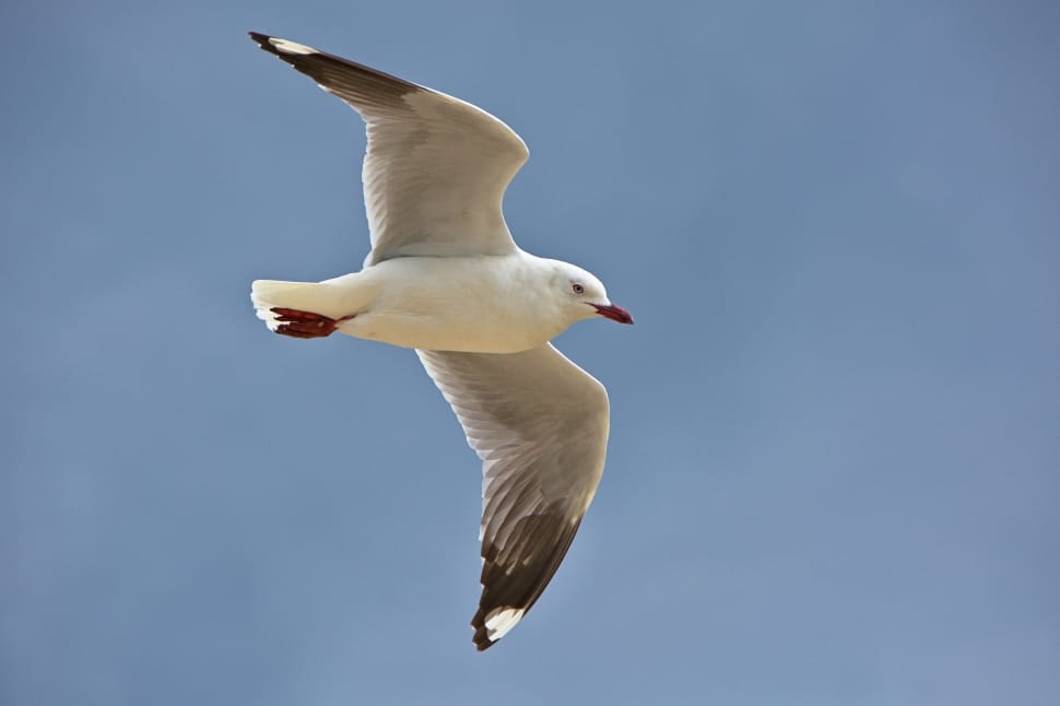 Red Billed Gull preview