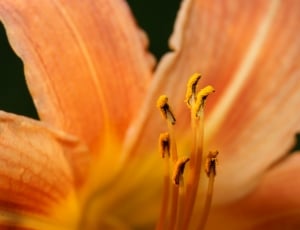 orange and yellow flower plant thumbnail