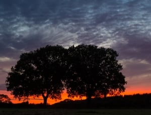 two trees under white cloudy sky during sunset thumbnail