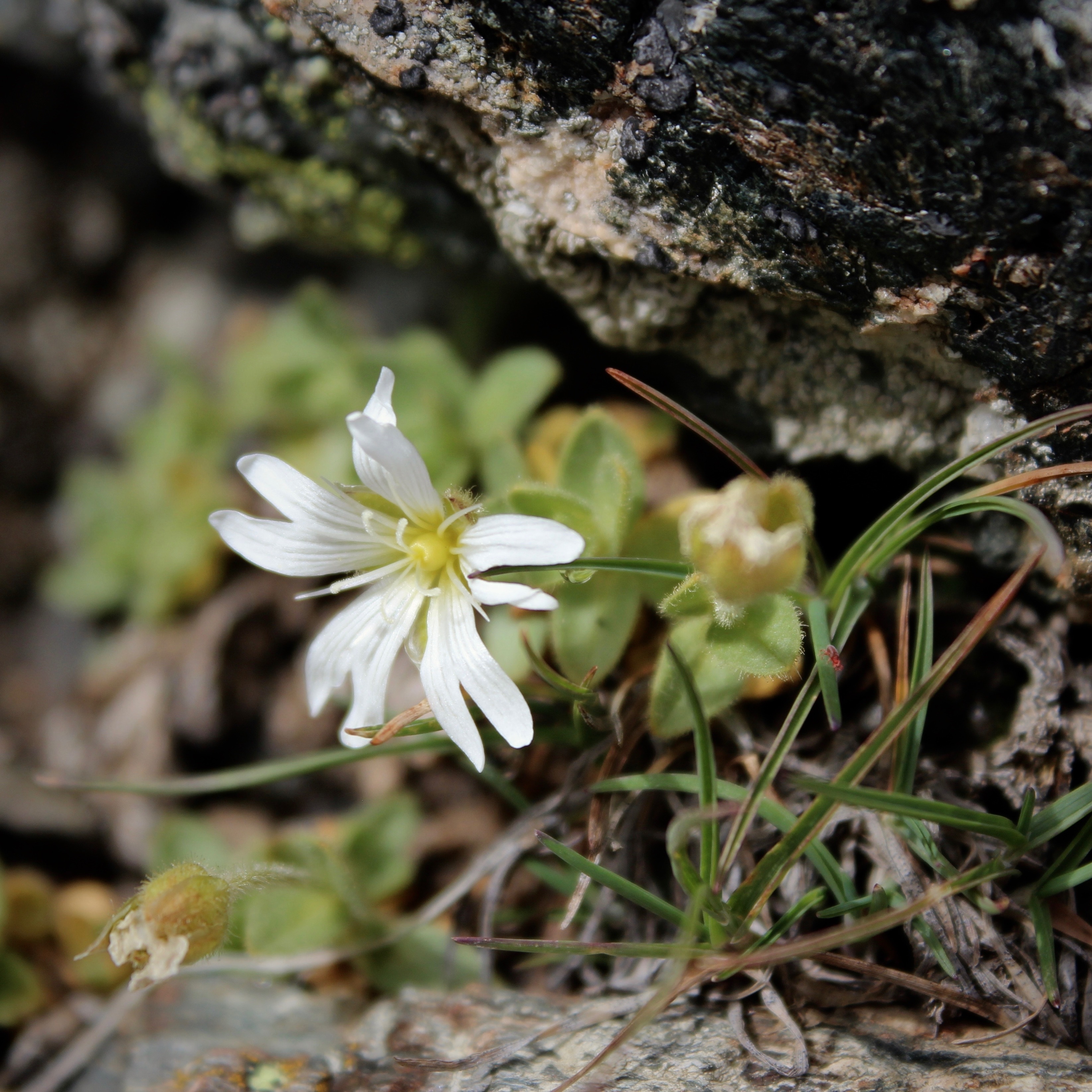 white flower