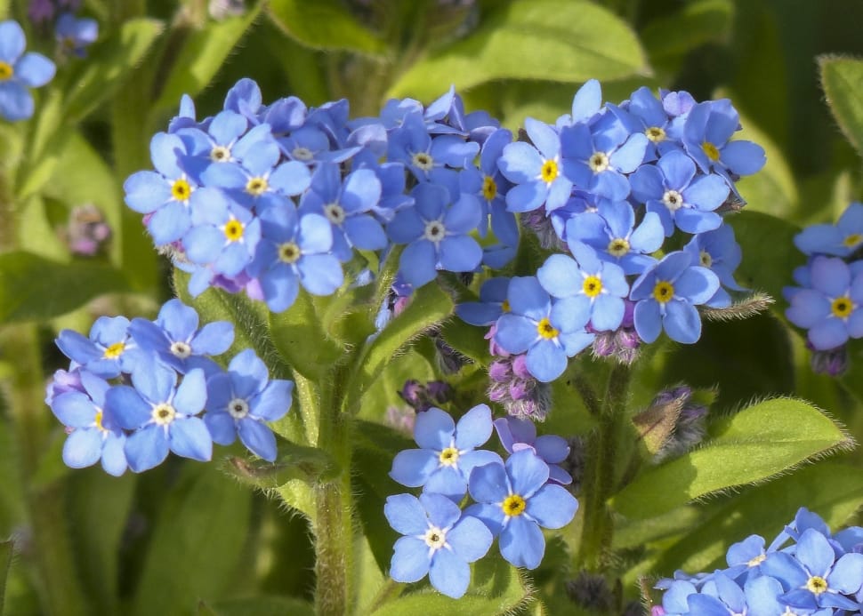 Wild Flower, Forget Me Not, Meadow, flower, purple preview