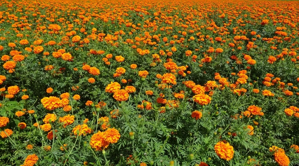 marigold field preview