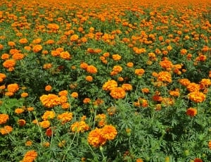 marigold field thumbnail