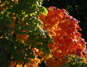 Fall Color, Tree, Fall Foliage, Leaves, outdoors, no people thumbnail