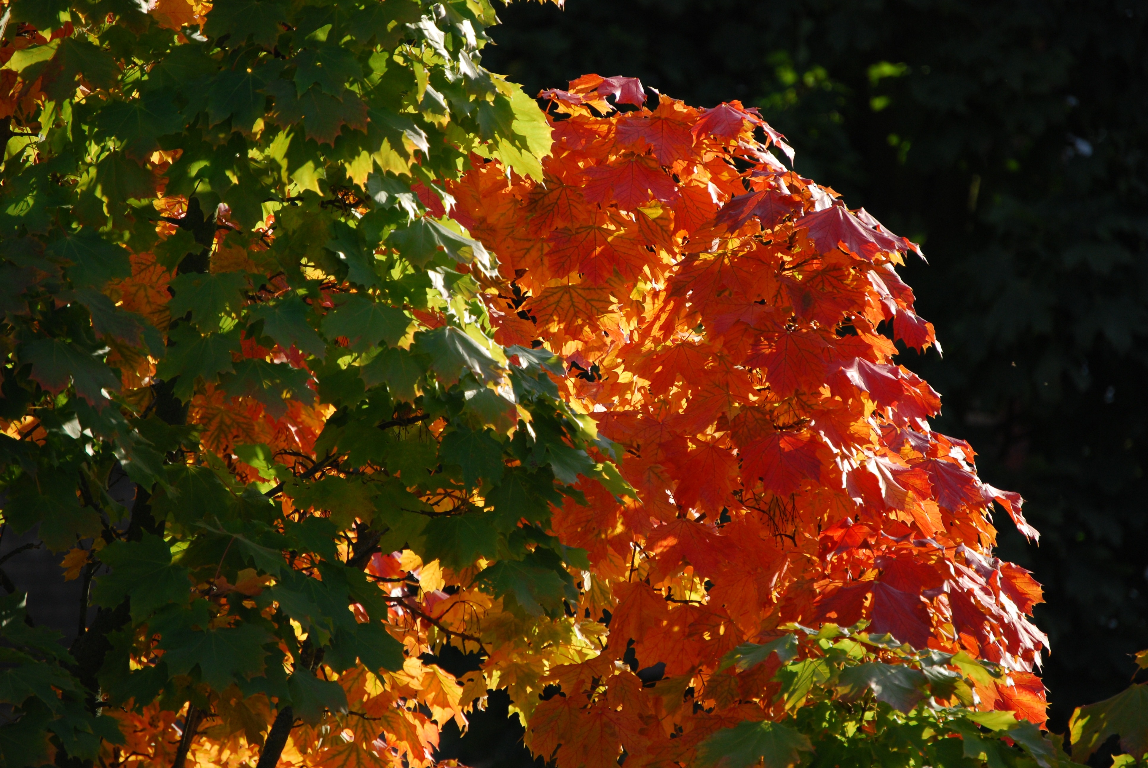 Fall Color, Tree, Fall Foliage, Leaves, outdoors, no people